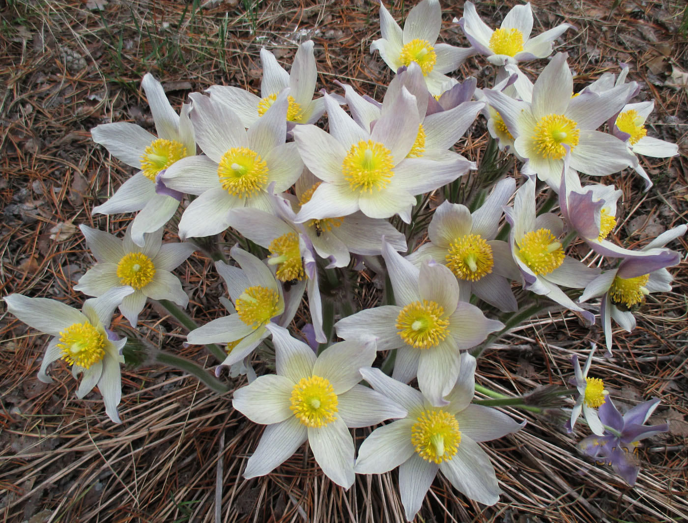 Image of Pulsatilla multifida specimen.