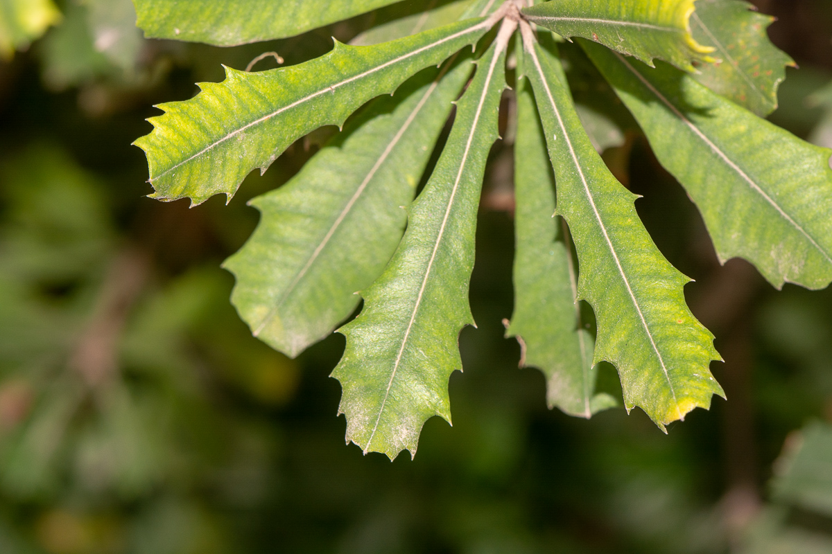 Image of Banksia integrifolia specimen.