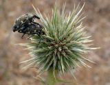 Echinops spinosissimus. Развивающееся соцветие со спаривающимися жуками-ложнослониками (?). Греция, Эгейское море, о. Парос, окр. пос. Дриос, русло сезонно пересохшей реки. 31.05.2018.