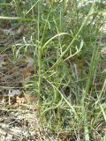 Centaurea sterilis. Нижняя часть стебля с листьями. Крым, Ялта, ущелье Уч-Кош. 20.06.2010.