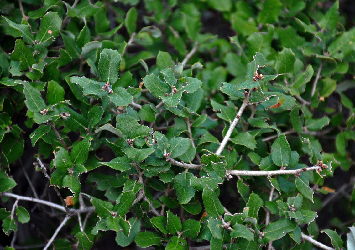 Изображение особи Quercus coccifera.