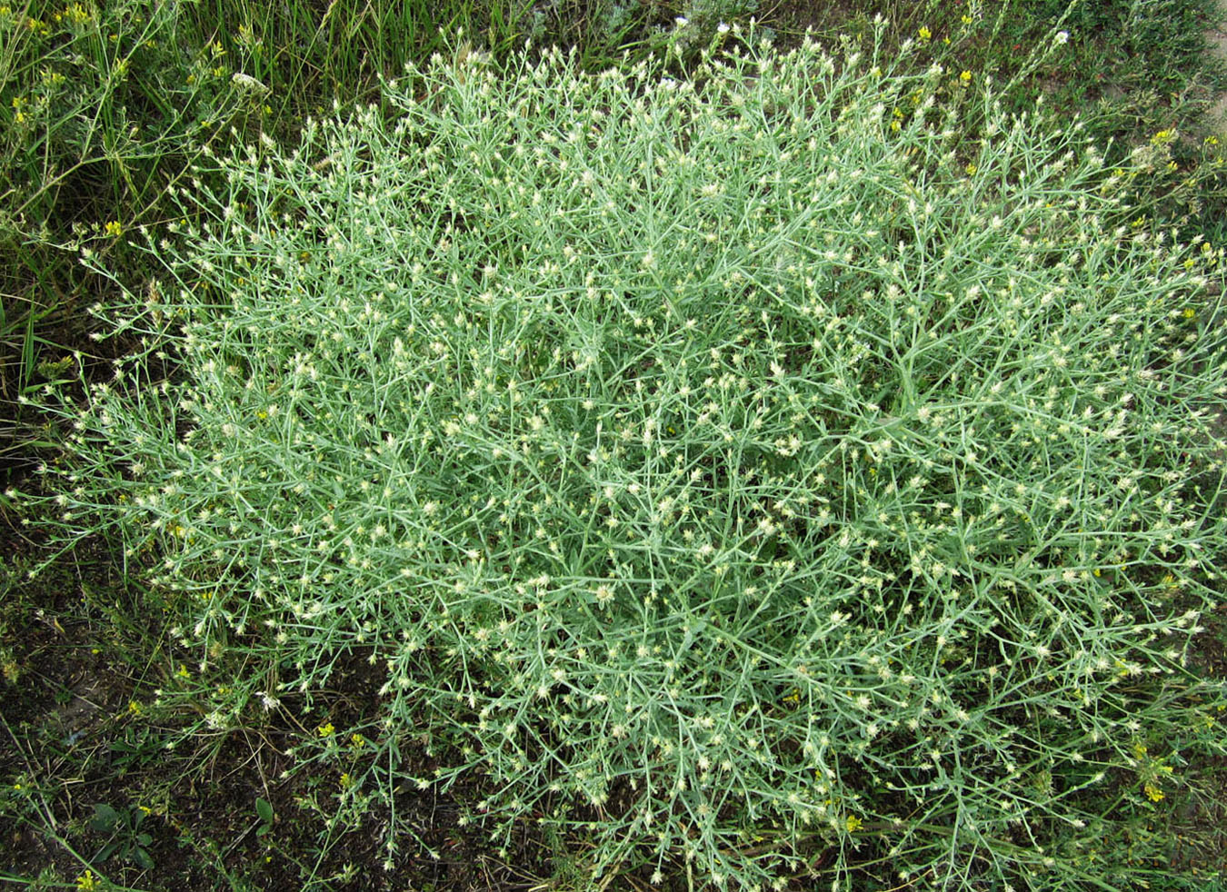 Image of Centaurea diffusa specimen.