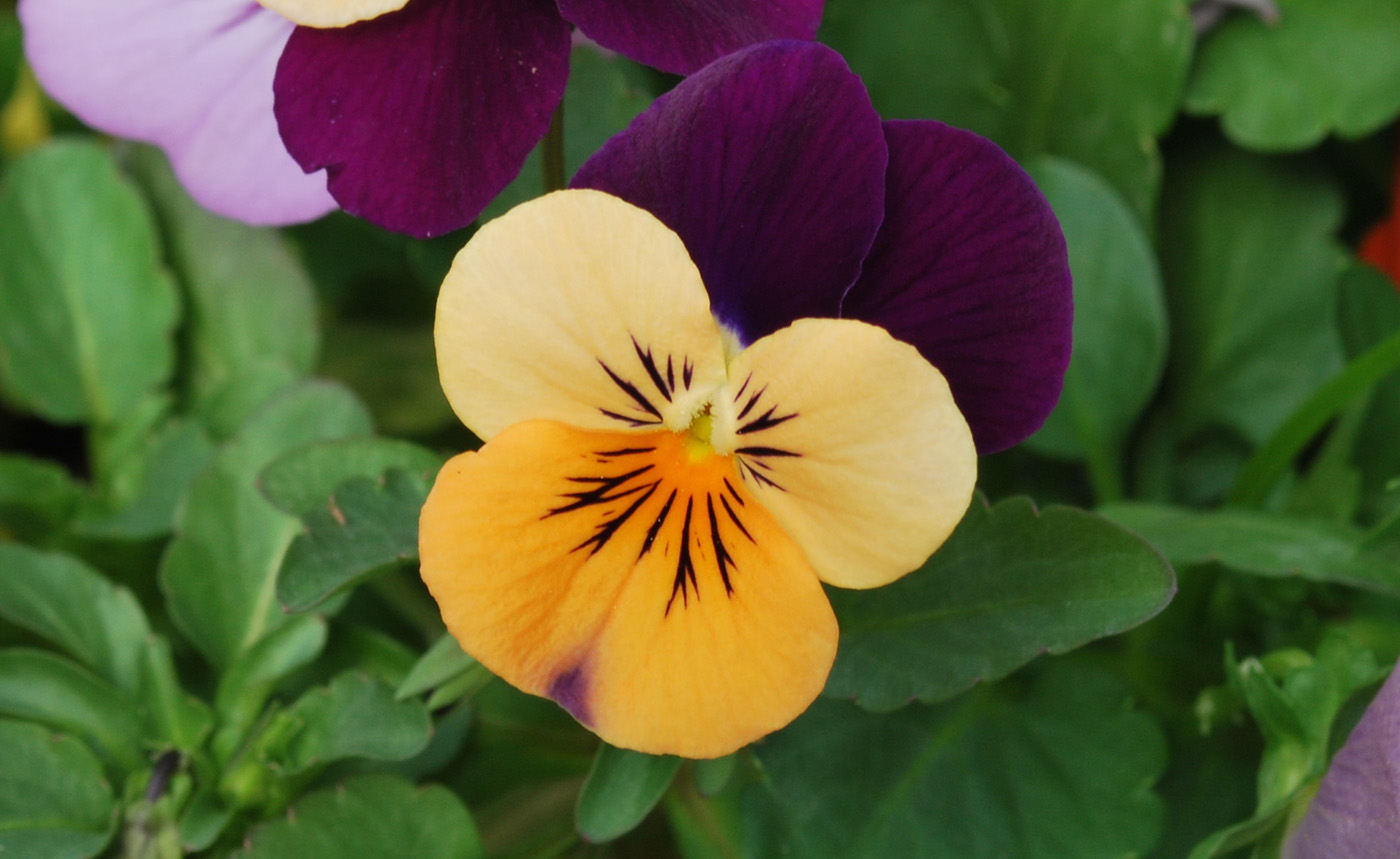 Image of Viola wittrockiana specimen.