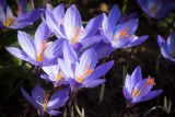 Crocus speciosus. Цветки. Кировская обл., г. Киров, Ботанический сад Вятского государственного университета, в культуре. 22.09.2018.