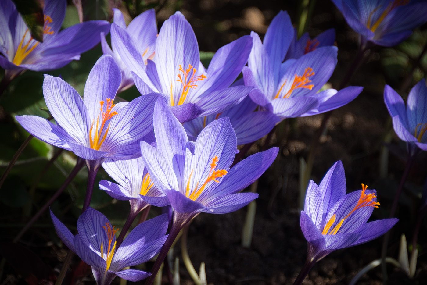 Изображение особи Crocus speciosus.