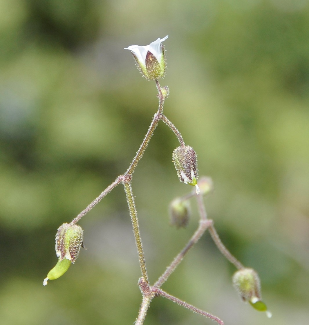 Image of Cerastium fragillimum specimen.