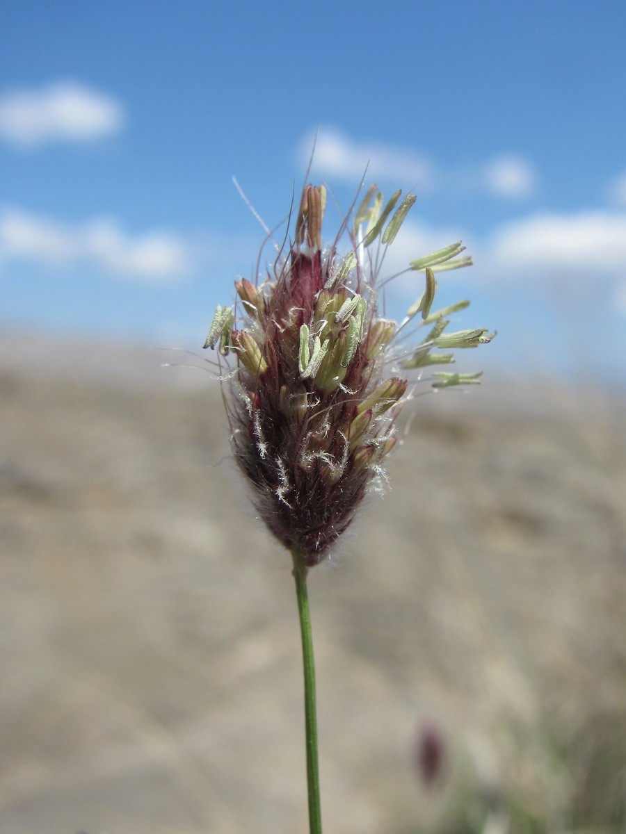 Image of Alopecurus vaginatus specimen.