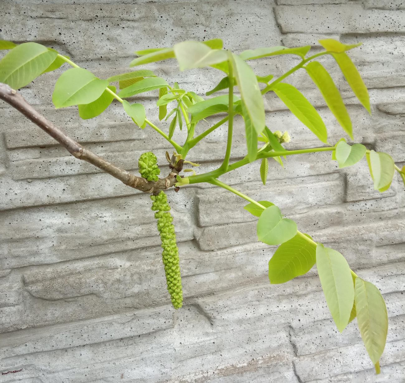 Image of Juglans mandshurica specimen.