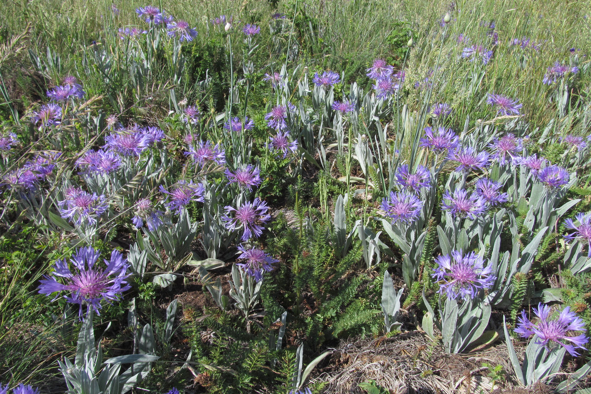 Изображение особи Centaurea fuscomarginata.