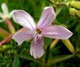 Saponaria officinalis. Цветок. Чувашия, окр. г. Шумерля, Кумашкинский заказник, Соколова поляна. 3 июля 2008 г.