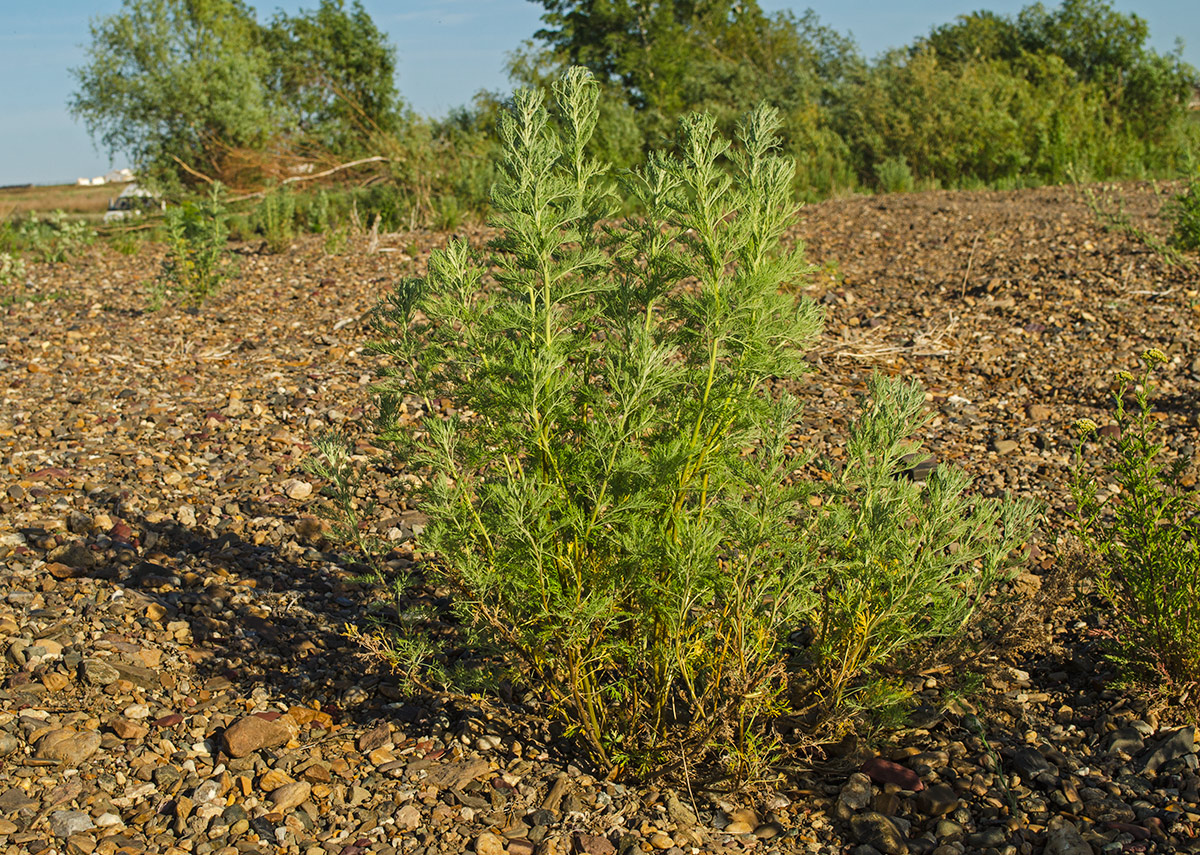 Изображение особи Artemisia abrotanum.