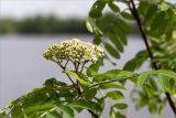 Sorbus aucuparia. Верхушка побега с соцветием. Ленинградская обл., Ломоносовский р-н, окр. дер. Низино, берег Шингарского пруда. 25.05.2019.