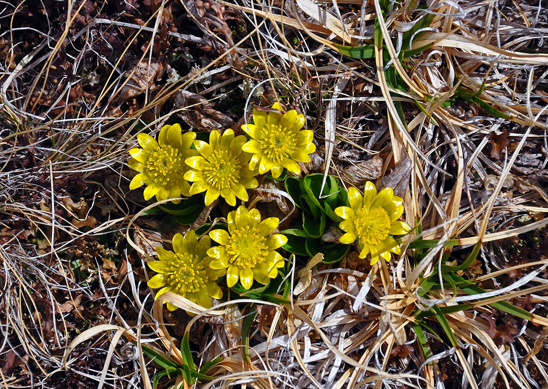 Image of Oxygraphis glacialis specimen.