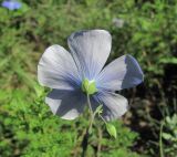 Linum nervosum