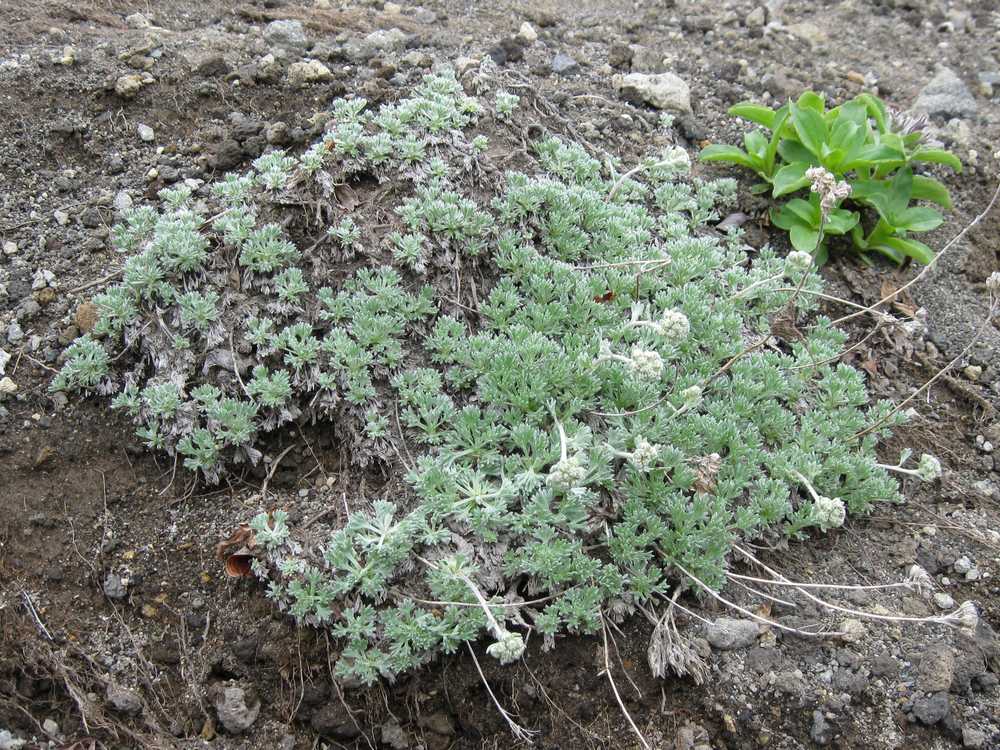 Изображение особи Artemisia glomerata.