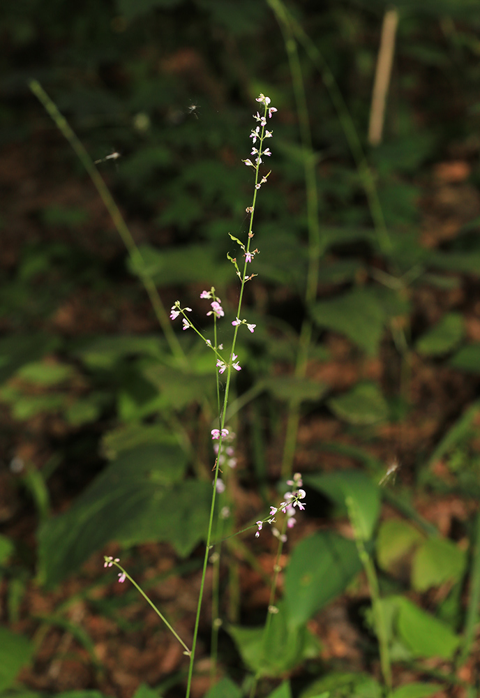 Изображение особи Podocarpium mandshuricum.