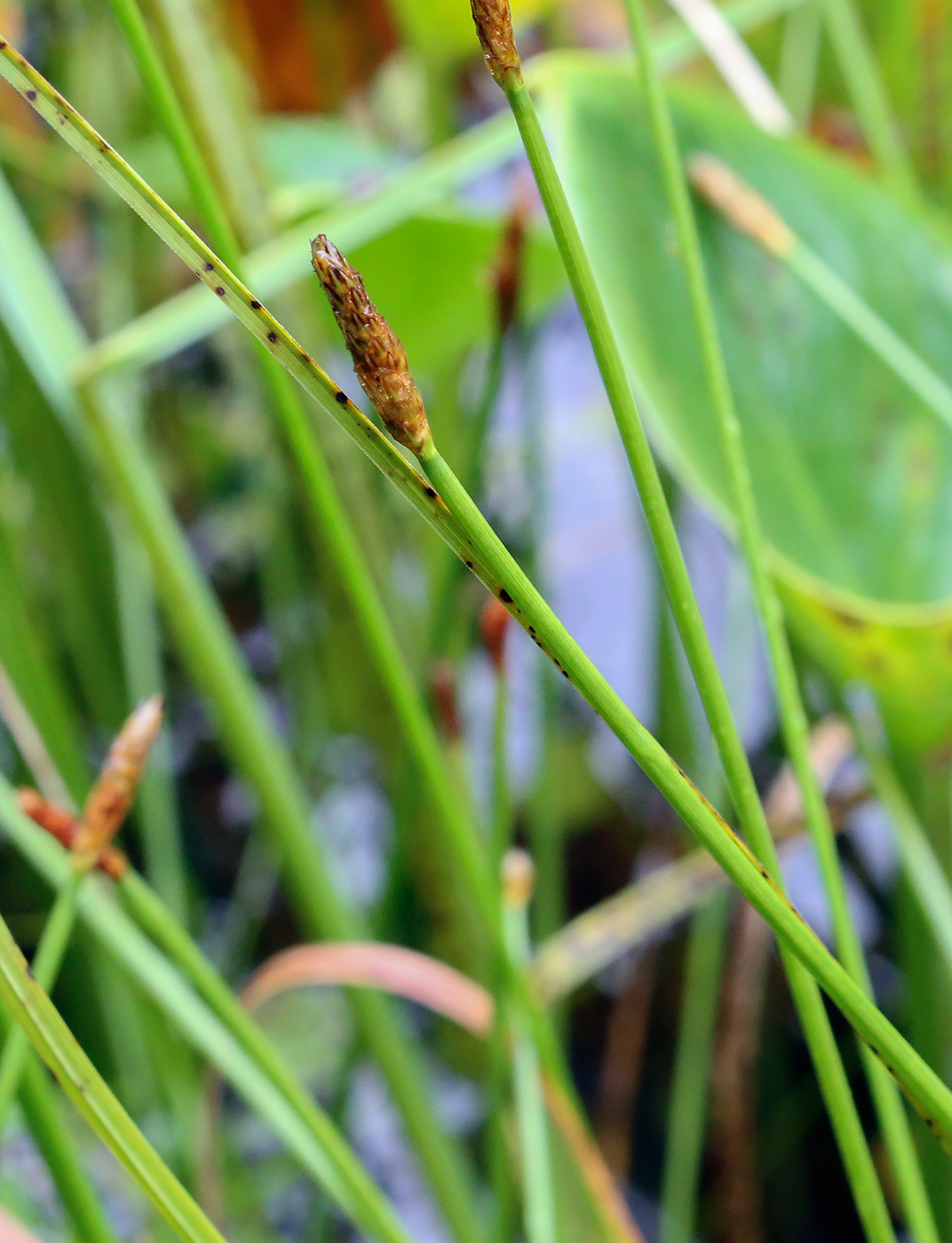 Image of genus Eleocharis specimen.