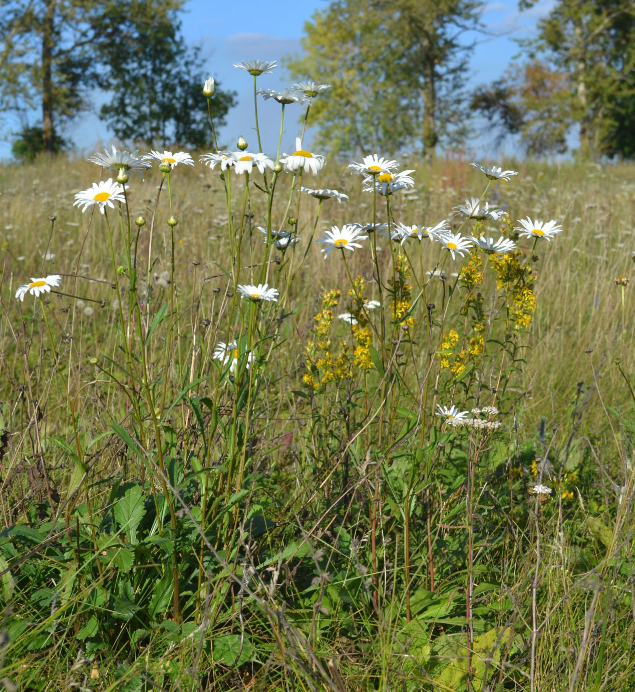 Изображение особи Leucanthemum ircutianum.