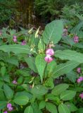 Impatiens glandulifera