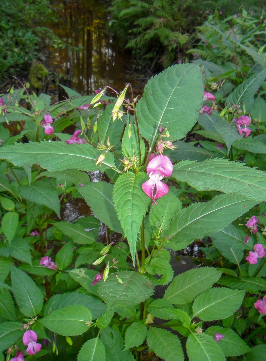 Image of Impatiens glandulifera specimen.