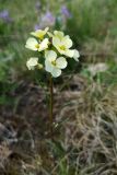 Erysimum flavum