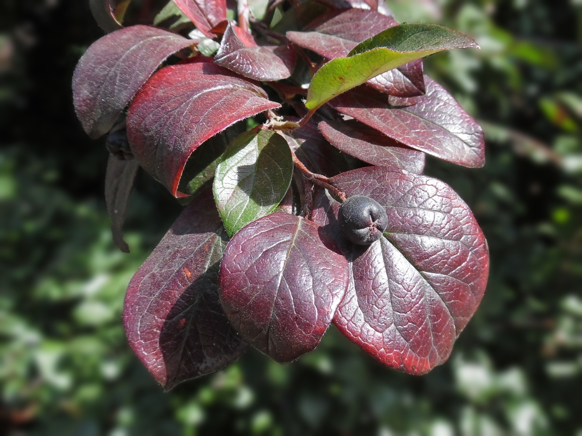 Изображение особи Cotoneaster lucidus.