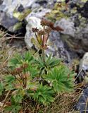 Anemonastrum crinitum