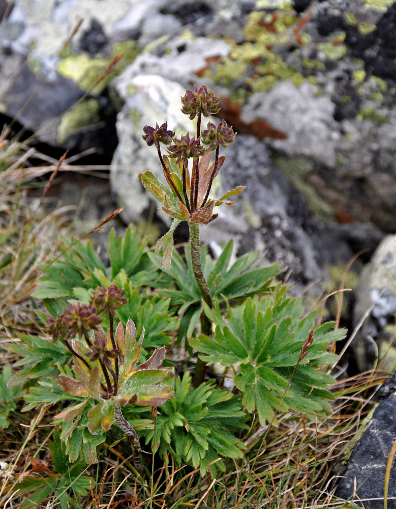 Изображение особи Anemonastrum crinitum.