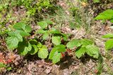 Rubus nessensis