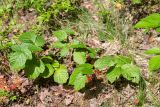 Rubus nessensis. Ветвь с плодами. Беларусь, Витебская обл., дер. Сурмино, обочина грунтовой дороги в смешанном лесу. 30.07.2019.