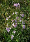 Malva moschata