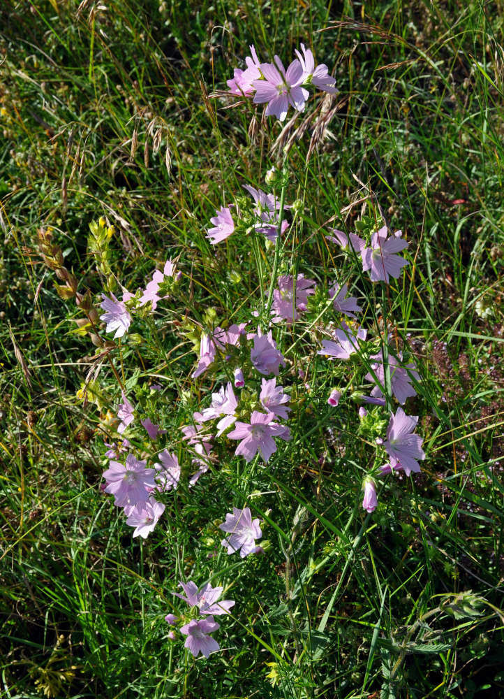 Изображение особи Malva moschata.