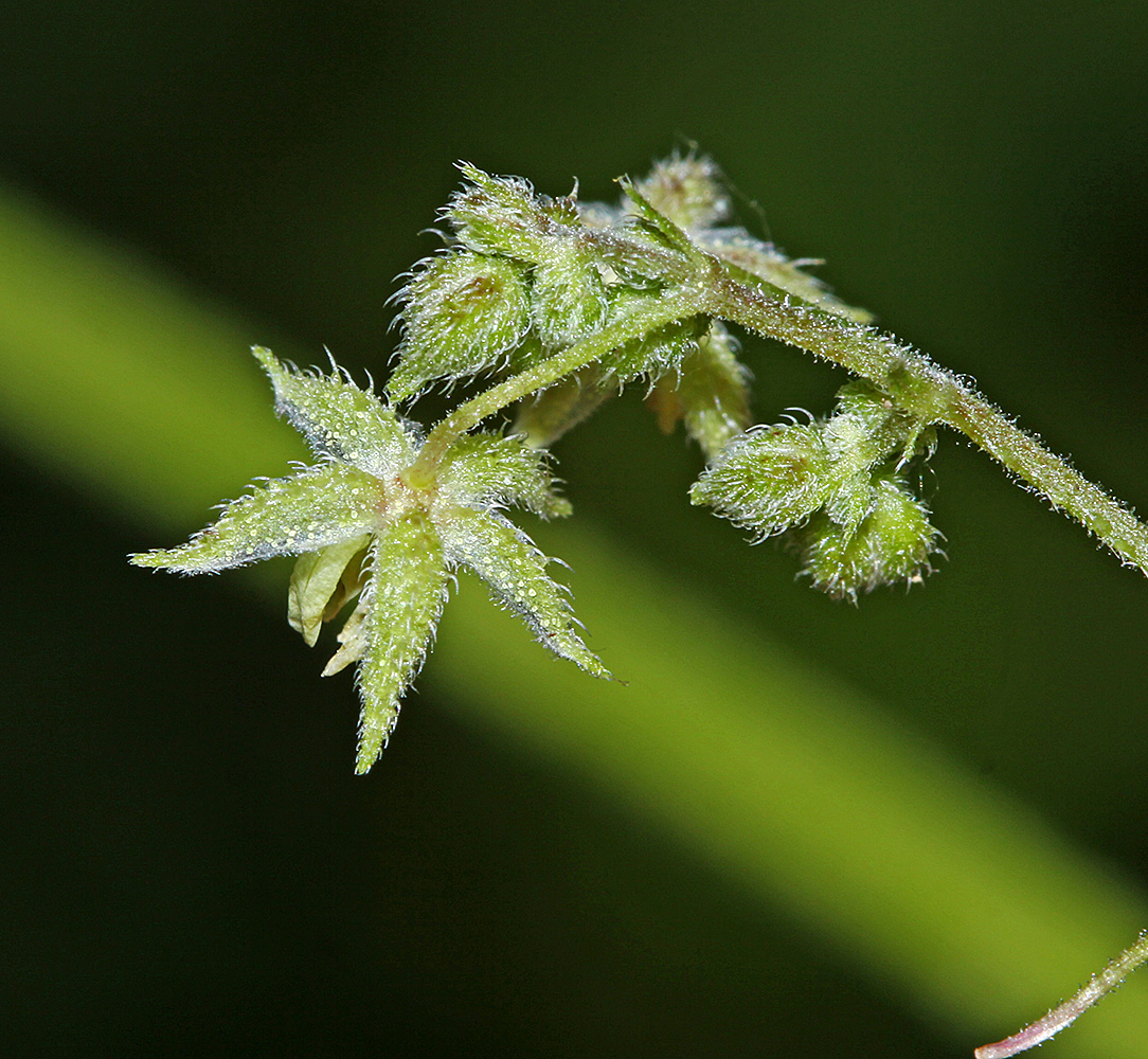 Image of Humulopsis scandens specimen.