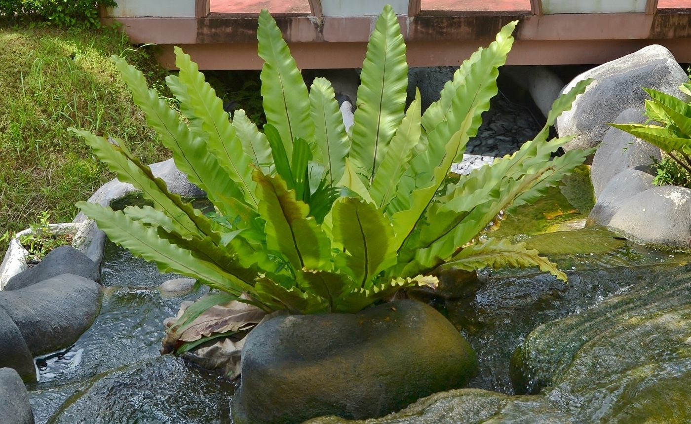 Изображение особи Asplenium nidus.