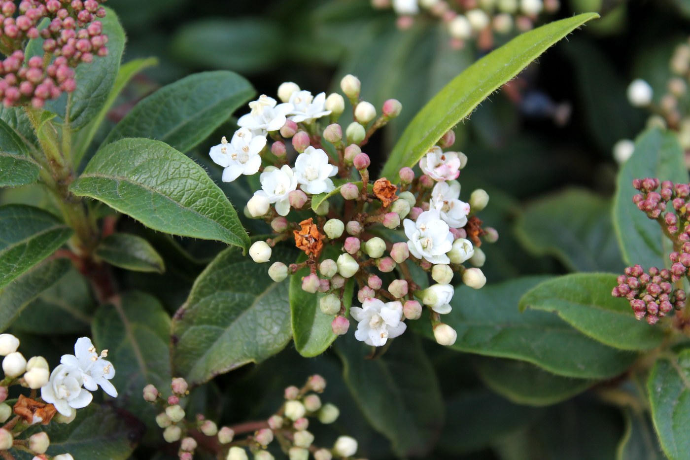 Изображение особи Viburnum tinus.