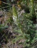 Pedicularis achilleifolia. Побег с соцветием. Алтай, Кош-Агачский р-н, долина р. Нарын-Гол, ≈ 2200 м н.у.м., горная тундра. 15.06.2019.