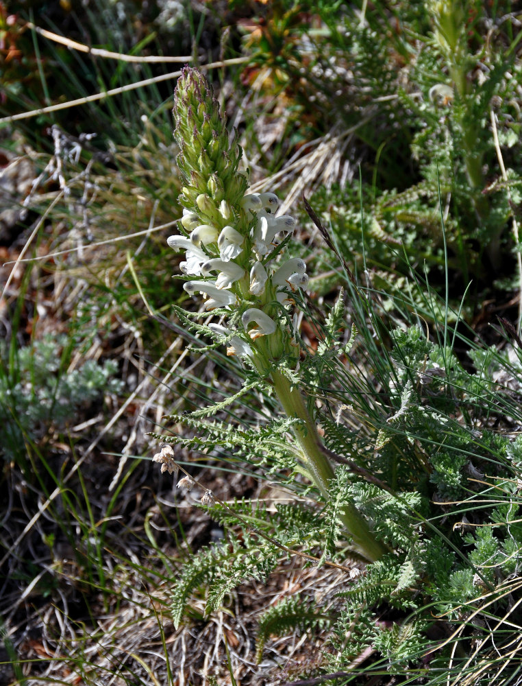 Изображение особи Pedicularis achilleifolia.