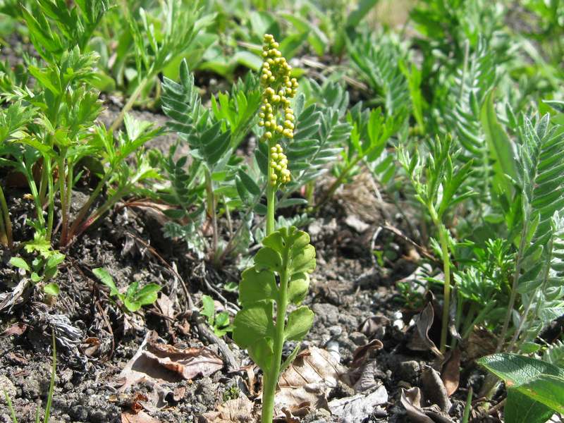 Изображение особи Botrychium lunaria.