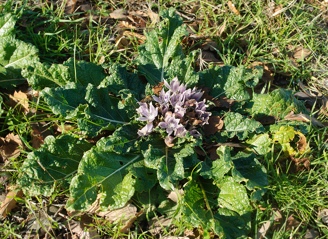 Image of Mandragora autumnalis specimen.
