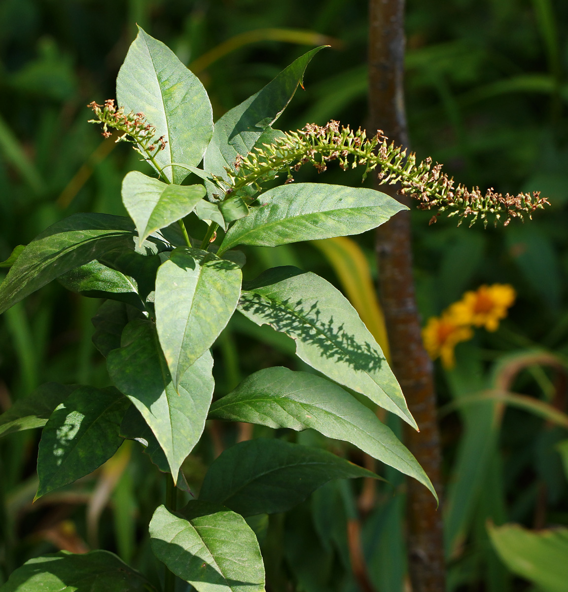 Image of Lysimachia clethroides specimen.