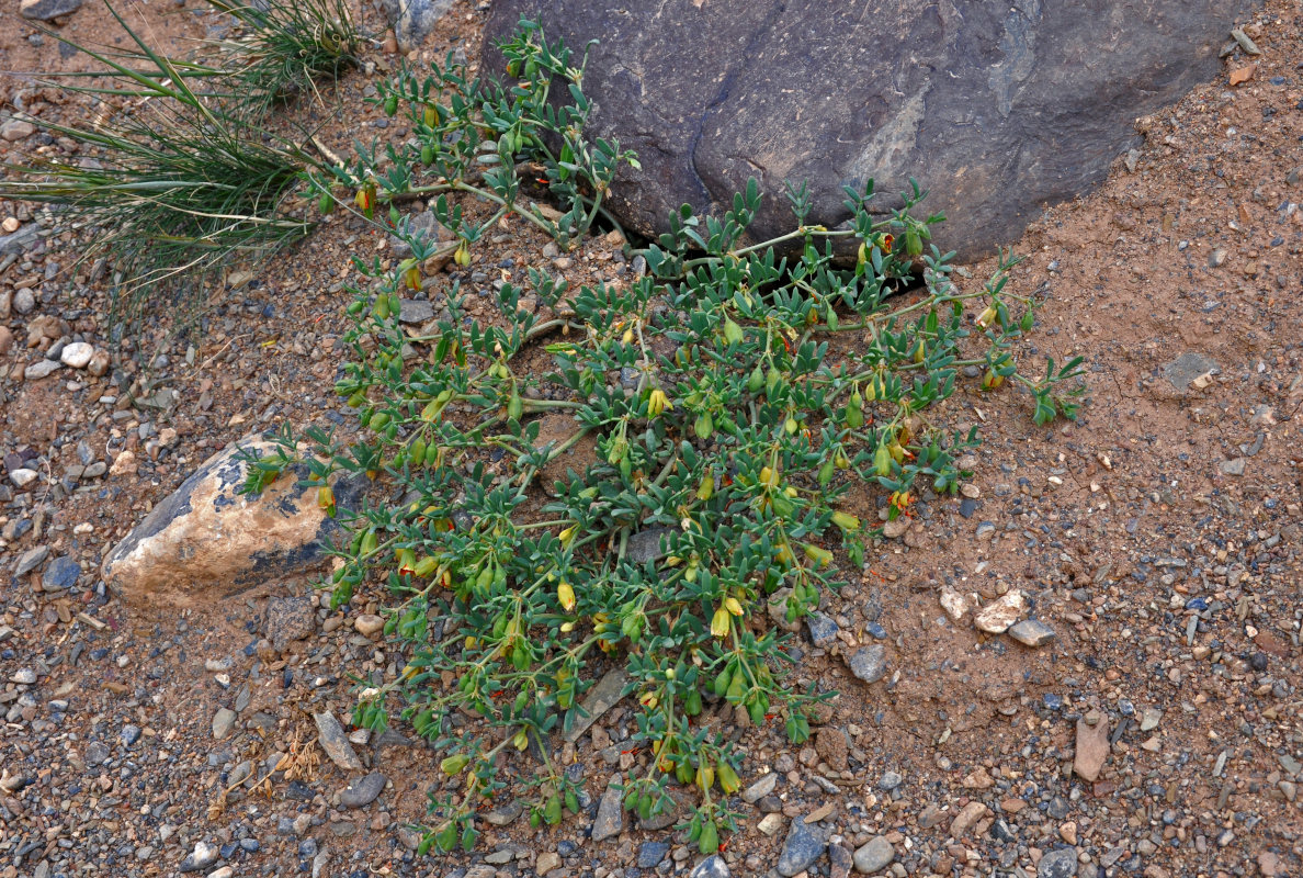 Изображение особи Zygophyllum pinnatum.