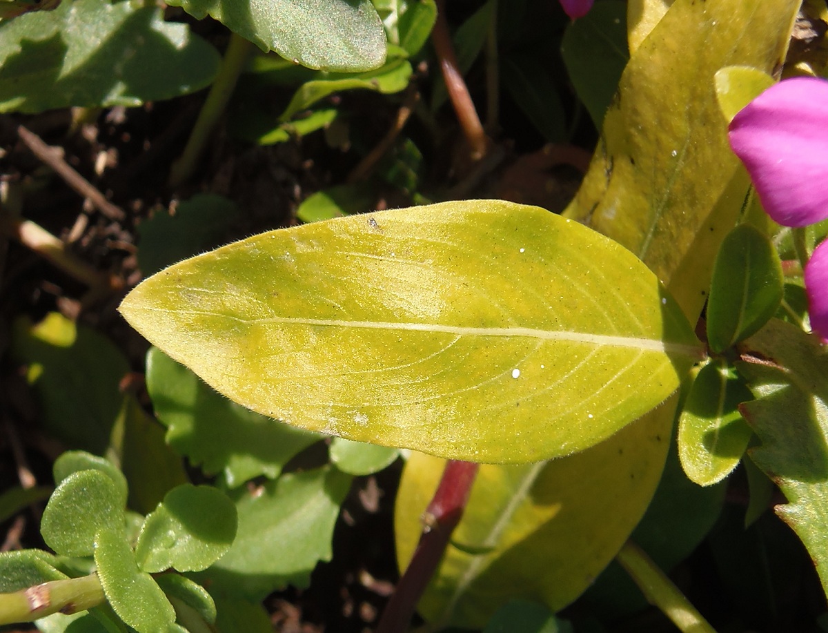 Image of Catharanthus roseus specimen.