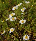 genus Symphyotrichum