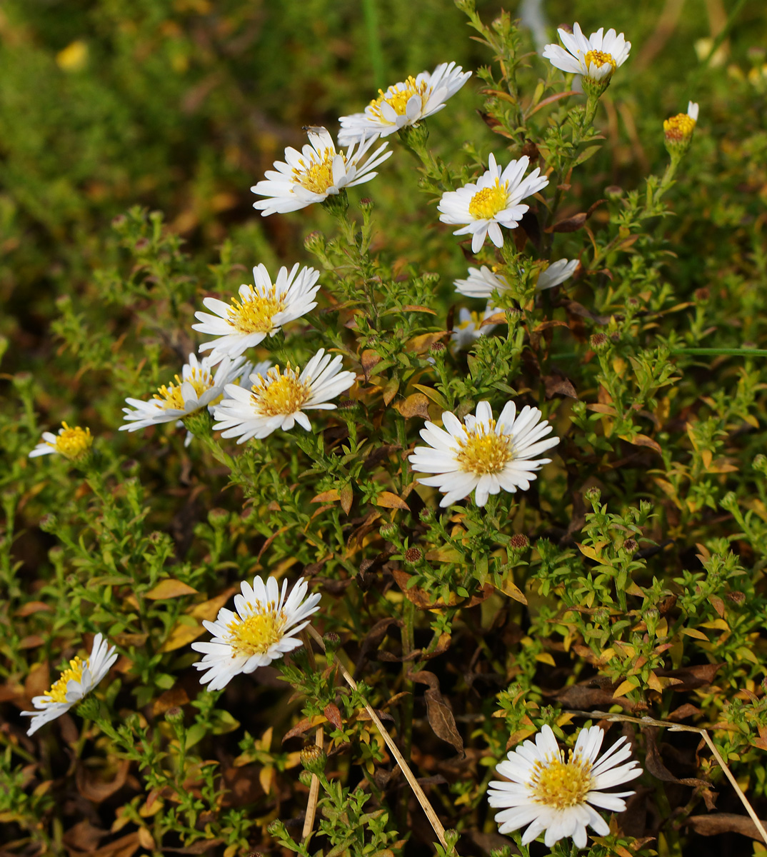 Image of genus Symphyotrichum specimen.