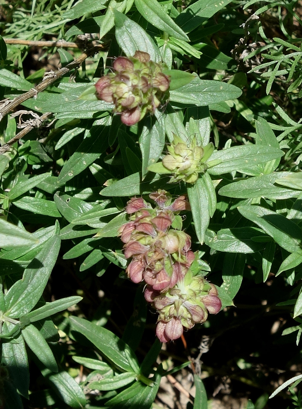 Image of Dracocephalum integrifolium specimen.