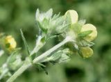 Potentilla canescens