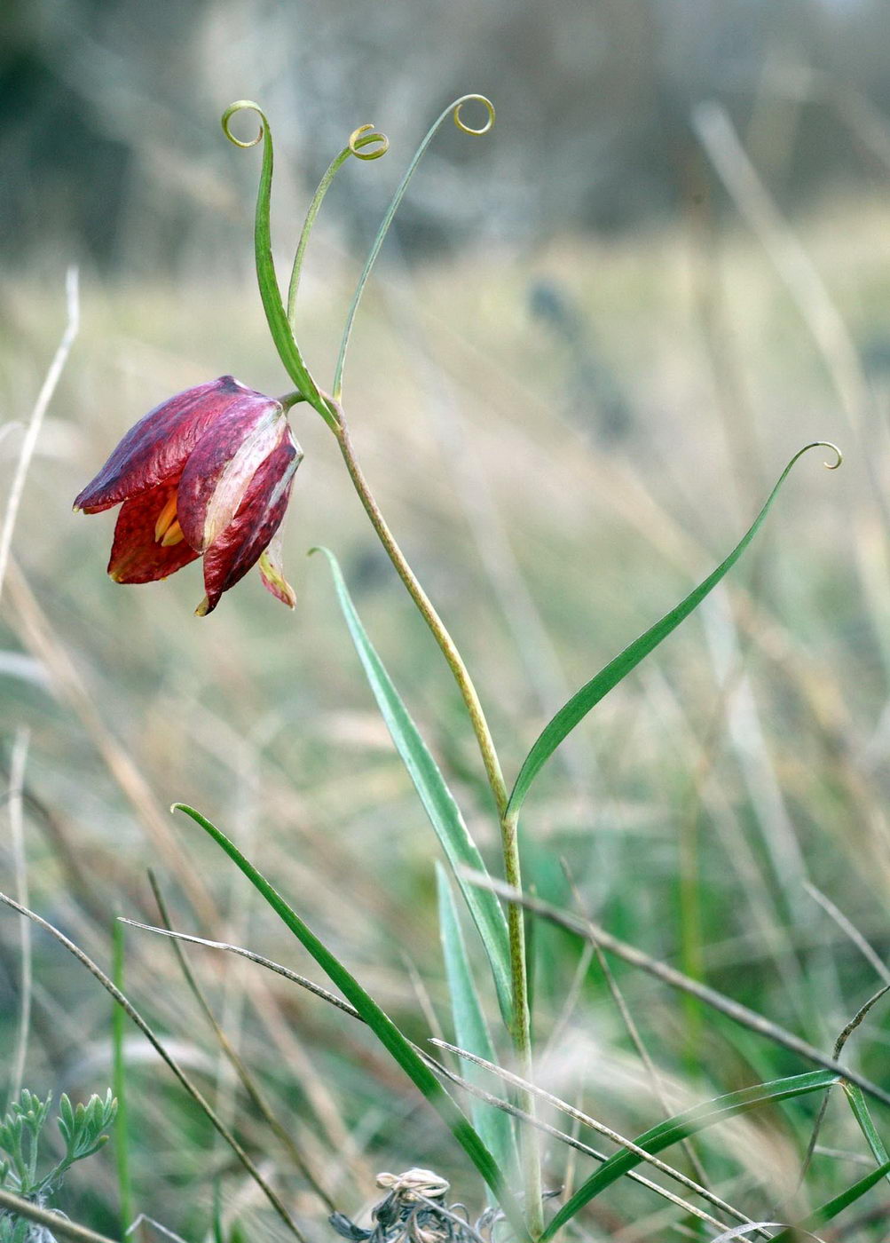 Изображение особи Fritillaria ruthenica.