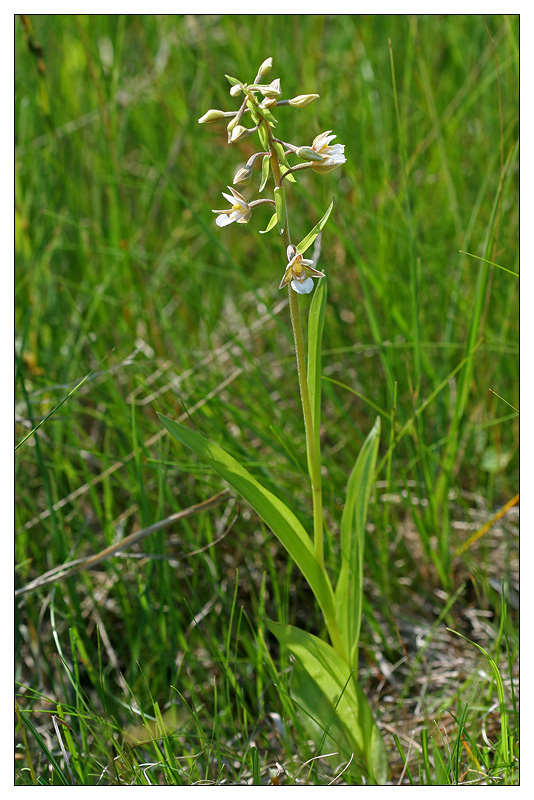 Изображение особи Epipactis palustris.