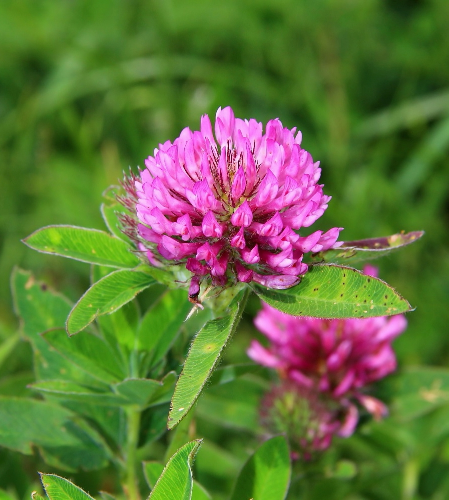 Изображение особи Trifolium medium.