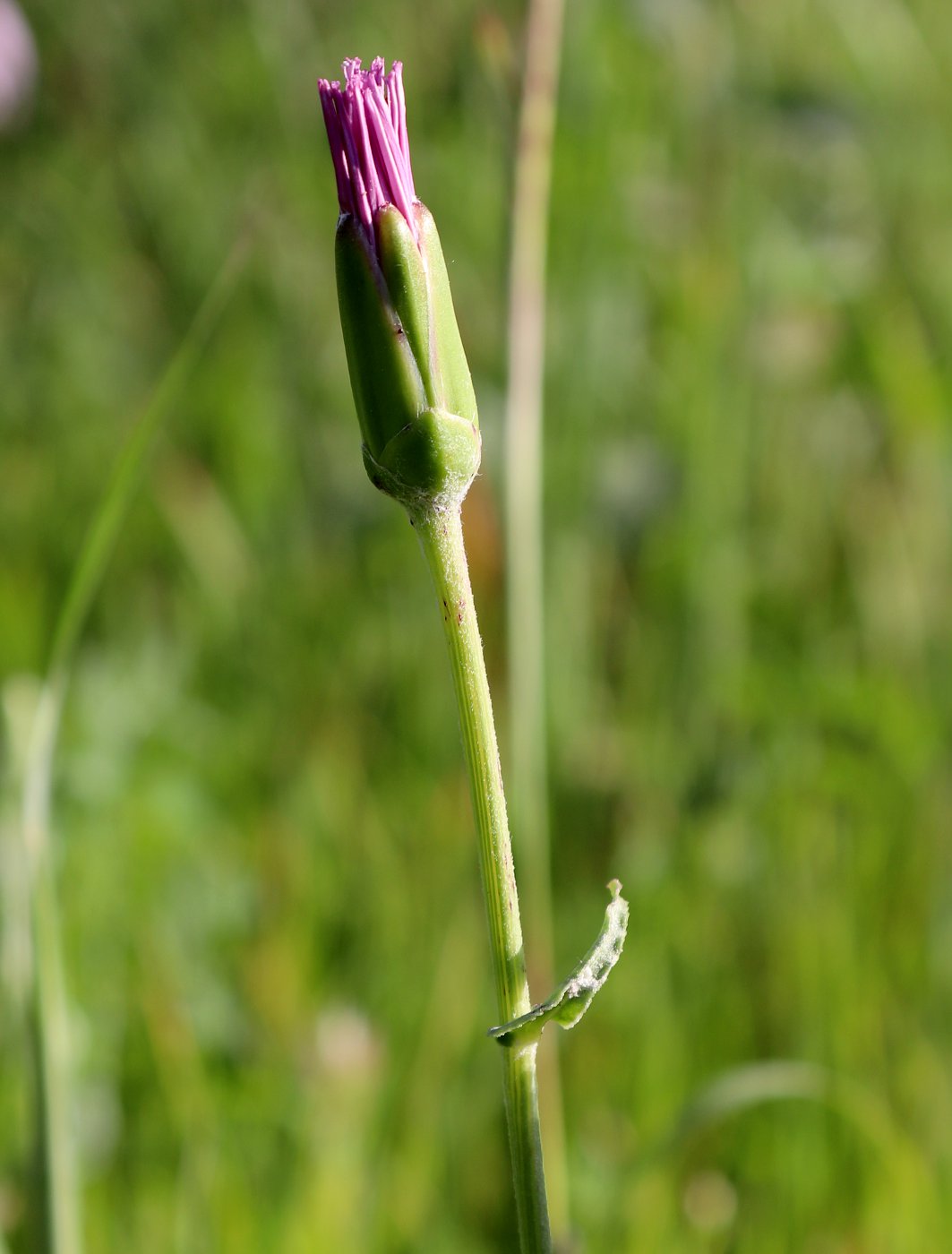 Image of Scorzonera papposa specimen.